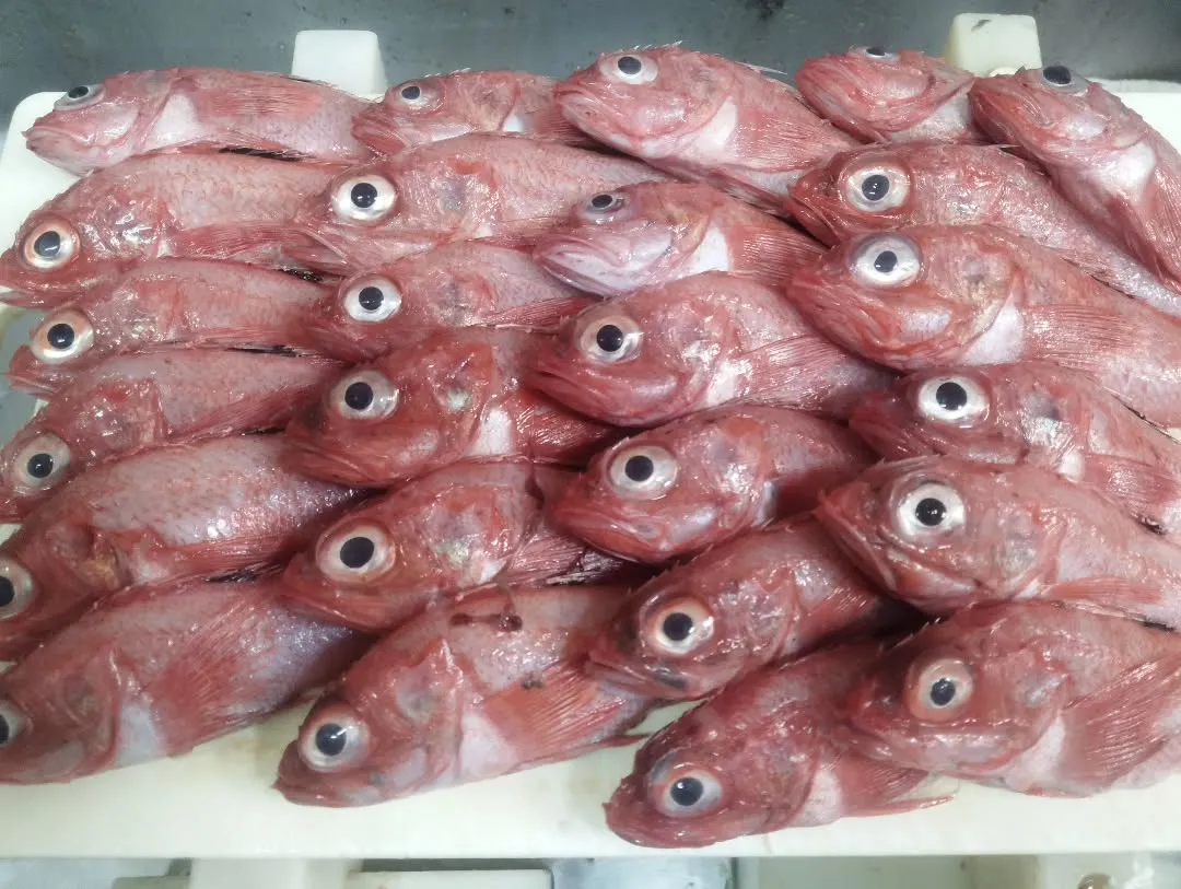 小さめのキンキが沢山入りましたので、明日はキンキの3点セット...